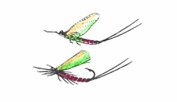 Fluga